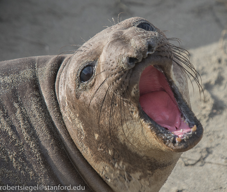 seal - mouth open